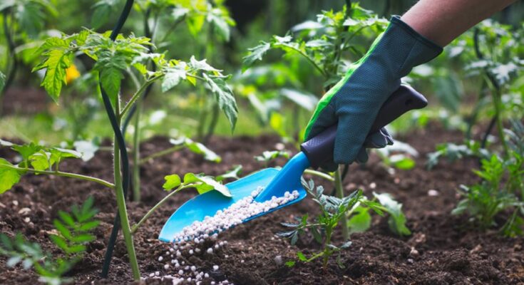 India Fertilizers Market | Latest Research Key Trends for Business Growth