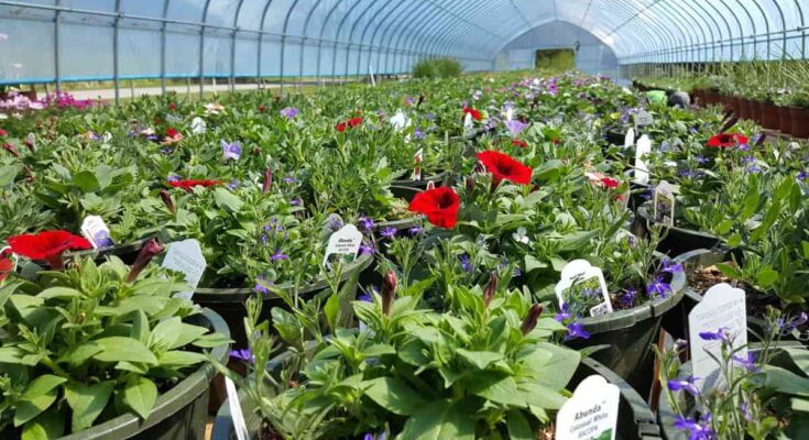 India Online Nursery Market : Predicted Rapid Growth with Trends, Competition, and Opportunity Analysis