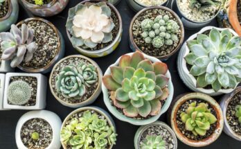 India Succulent Plants Market : Predicted Rapid Growth with Trends, Competition, and Opportunity Analysis