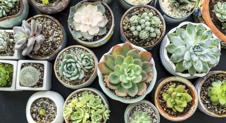 India Succulent Plants Market : Predicted Rapid Growth with Trends, Competition, and Opportunity Analysis