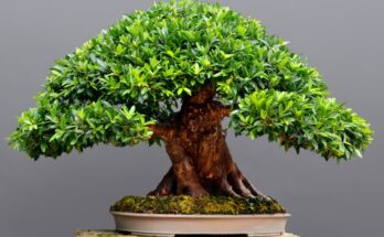 Japan Bonsai Market 2016-2026: Regional Analysis and Forecast | TechSci Research