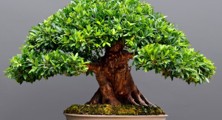 Japan Bonsai Market 2016-2026: Regional Analysis and Forecast | TechSci Research