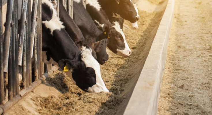 Peru Animal Feed Market 2016-2026 : Emerging Opportunities | TechSci Research