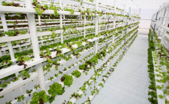 Saudi Arabia Vertical Farming Market : A Study of the Industry's Current Status, Market Analysis and Future Outlook