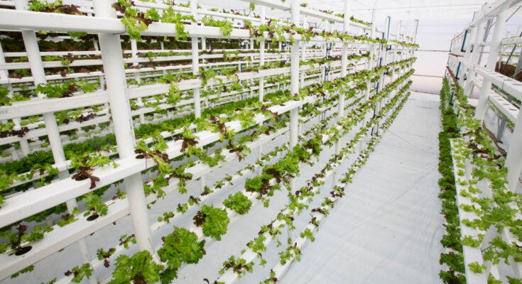 Saudi Arabia Vertical Farming Market : A Study of the Industry's Current Status, Market Analysis and Future Outlook