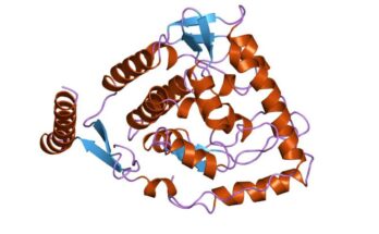 Tyrosine Hydroxylase Antibody Market