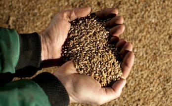 Billion $ Global Opportunity for United States Grain Analysis Market for 2017-2027 - New Research from TechSci Research