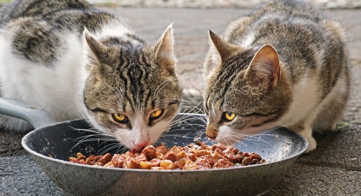 Cat Food Market