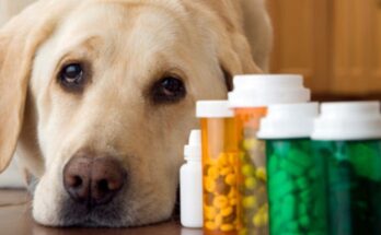 Veterinary Active Pharmaceutical Ingredients (APIs) Market