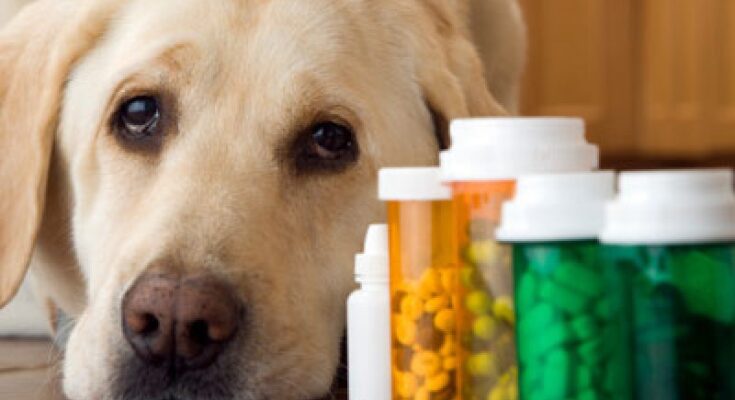 Veterinary Active Pharmaceutical Ingredients (APIs) Market