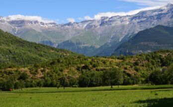 Green Manure Global Market