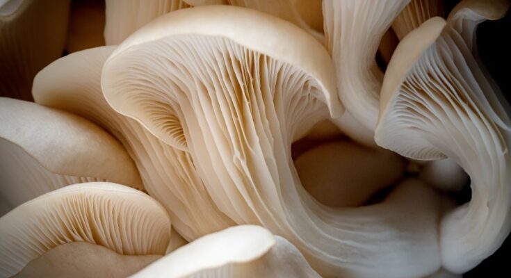 oyster mushroom cultivation market