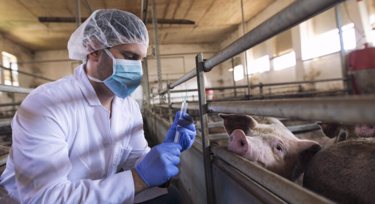 swine vaccines market