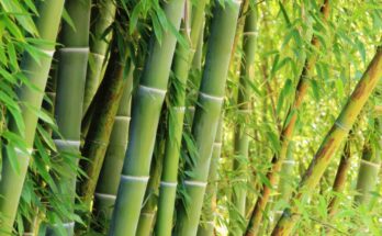 Bamboo Market - Analysis, Industry Size & Share