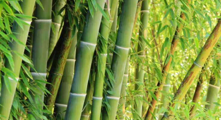 Bamboo Market - Analysis, Industry Size & Share