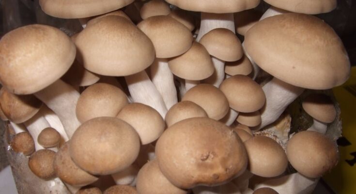 Brown Shimeji Mushroom Market