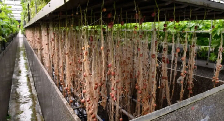 Global Aeroponics Market Forecast 2025 - Projected Growth & Opportunities