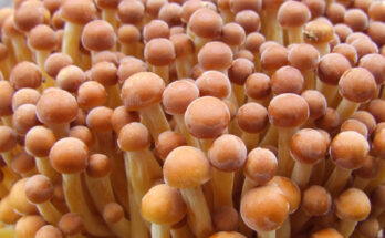 Golden Enoki Mushroom Market