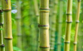 India Bamboo Market 2025: Analysis & Growth with Trends