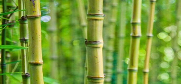 India Bamboo Market 2025: Analysis & Growth with Trends