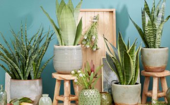 India Indoor Plants Market Forecast 2025: Trends & Competition