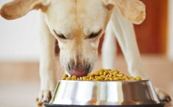 India Pet Food Market