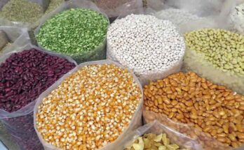 India Seed Market 2025 – Size, Growth Trends & Forecast