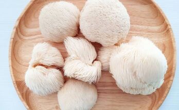 Lion's Mane Mushroom Extract Market