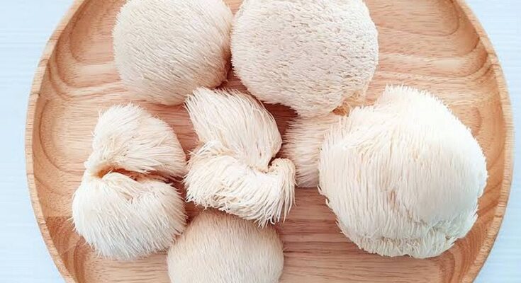 Lion's Mane Mushroom Extract Market