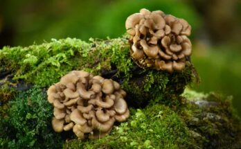 Maitake Mushroom Market