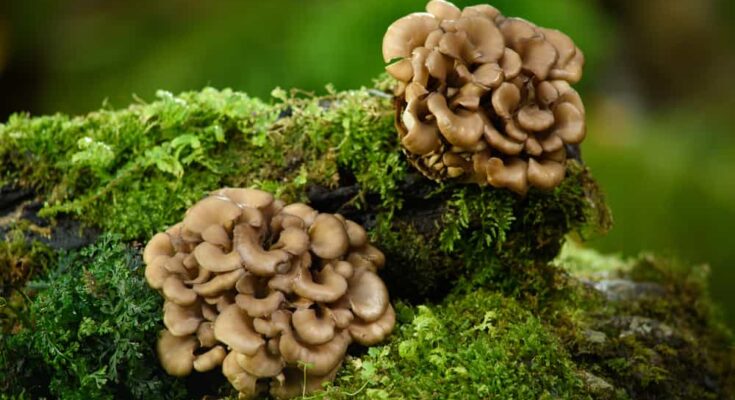 Maitake Mushroom Market