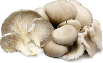 Oyster Mushroom Powder Market