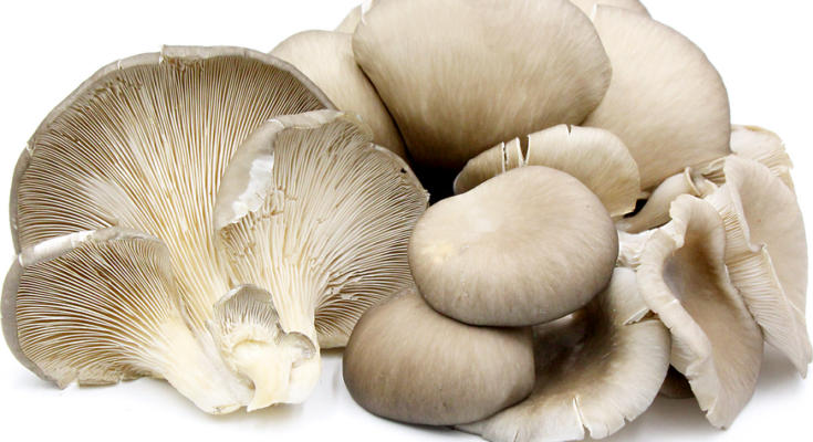 Oyster Mushroom Powder Market