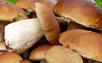 Porcini Mushrooms Market