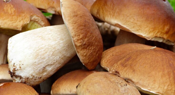 Porcini Mushrooms Market