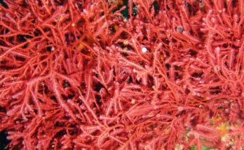 Red Seaweed Protein Market