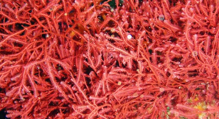 Red Seaweed Protein Market