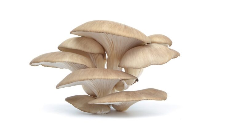 Retail Pack Oyster Mushroom Market