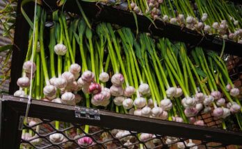 Rosemary Garlic Market