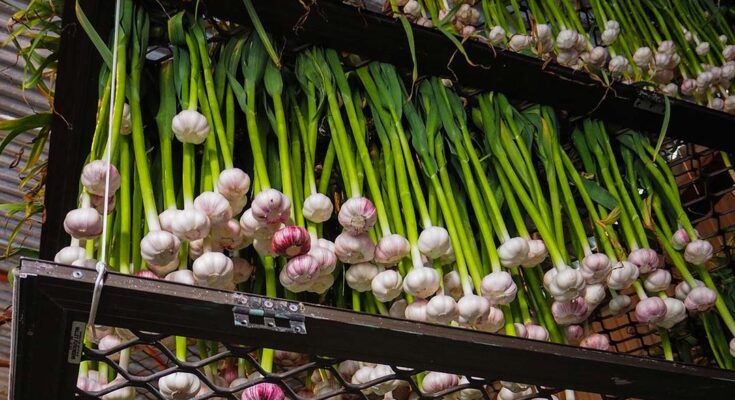 Rosemary Garlic Market