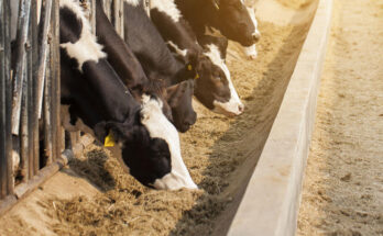 United States Animal Feed Market - Overview, Industry Growth, Size & Forecast