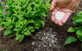 United States Fertilizers Market - Growth, Overview & Outlook