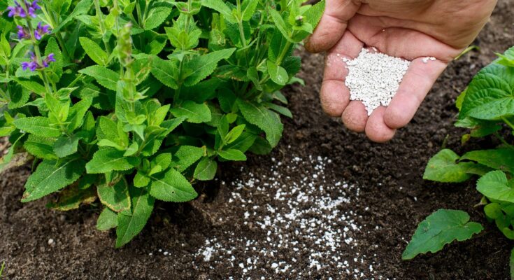 United States Fertilizers Market - Growth, Overview & Outlook