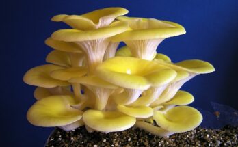 Yellow Oyster Mushroom Market