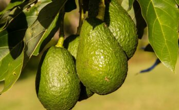 Avocado Market