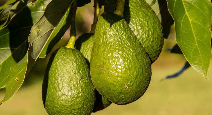 Avocado Market