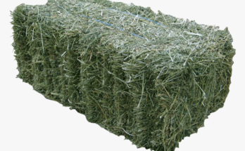 Alfalfa Fodder Market