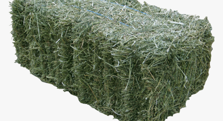 Alfalfa Fodder Market