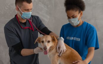 Animal Hospitals And Veterinary Clinics