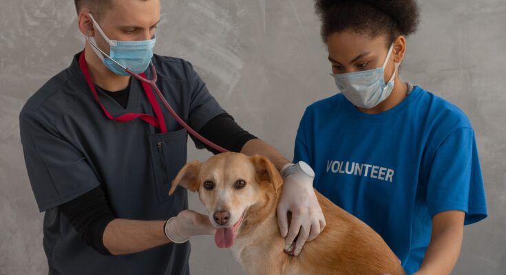 Animal Hospitals And Veterinary Clinics